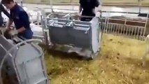 keçilerde tırnak kesimi