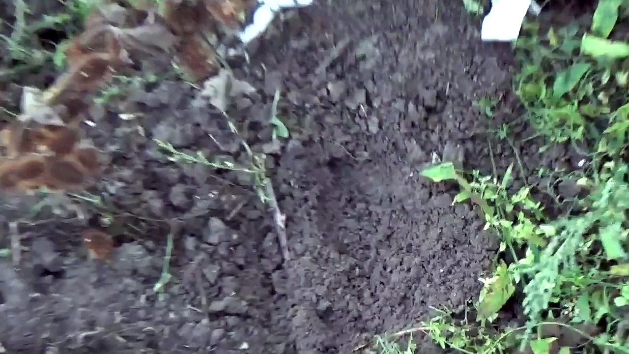 Ceviz En Güzel Hangi Toprak Yapısında Gelişir Ceviz Dikimi Nasıl Yapılır