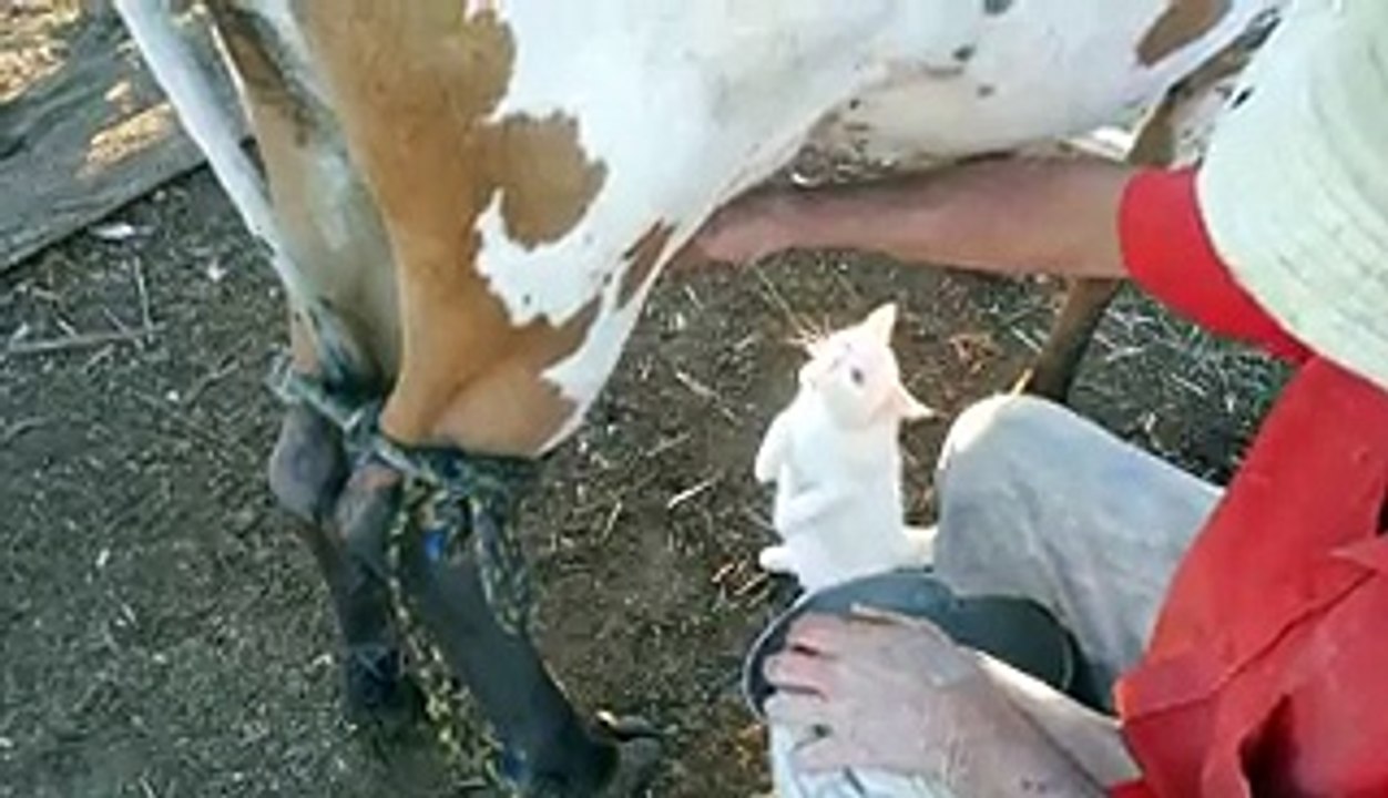 funny cow milking