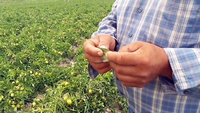 Salçalık Domates Bergama Alibeyli Şerif Durmuş Domates Gübreleme