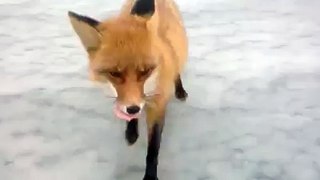 Wild Fox