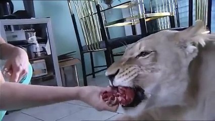 Evde aslan neden beslenmez İşte cevabı