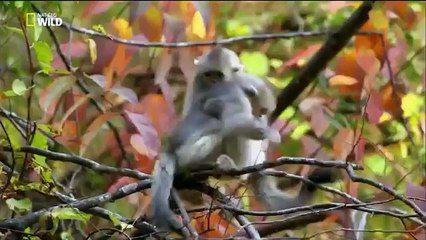 Basık Burunlu Maymun (Belgesel)