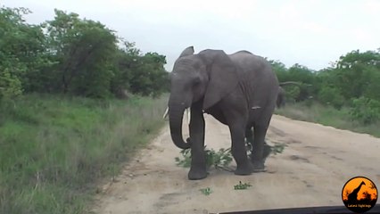Elephant Attacks Car - 27 October 2012 - Latest Sightings