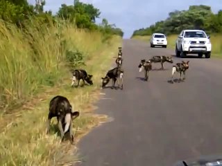 Kruger Sightings - Wild Dogs - 25 February 2012