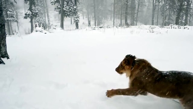 Зимние игры со львом