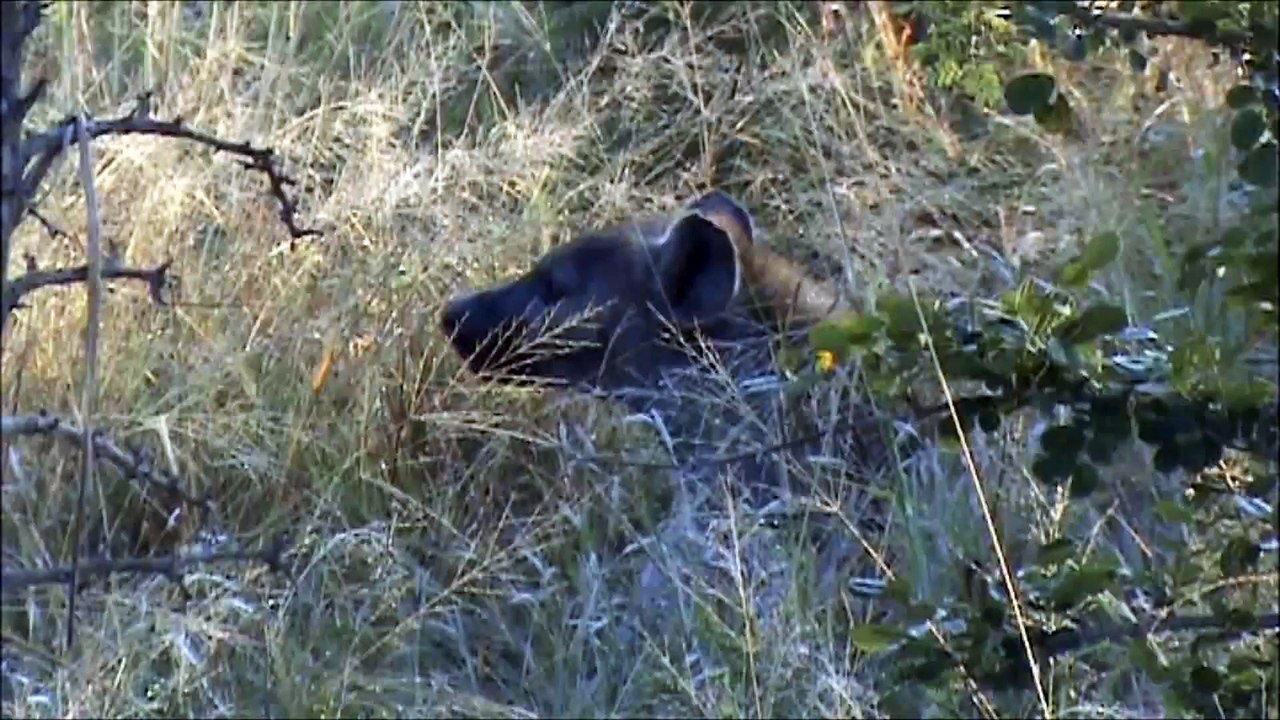 Spot it - Hyena - Kruger Sightings