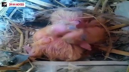 Pigeons Cute Baby Bird world Is awesome
