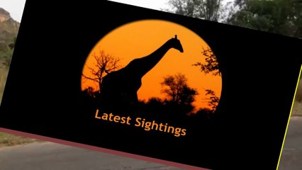 Huge Male Lion Crossing The Road - 11 May 2013 - Latest Sightings