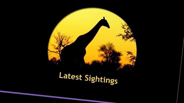 Dehorned Rhino Seen on the Road in the Kruger National Park - Not for sensitive viewers