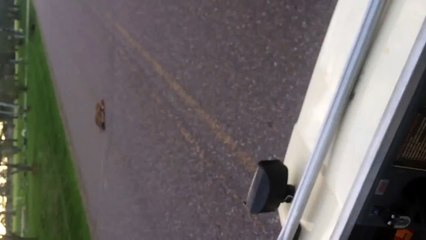 Cet Homme Trouve Un Cerf Nouveau-Né Allongé Au Milieu De La Route. Puis Il Remarque ÇA..