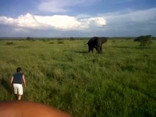 Drunk Man Charges A Wild Elephant