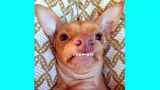 Best Funny Dog Selfies Ever