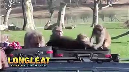 picking py ai family ki caar per bandron ka hamla sub kuch bandar ly gy