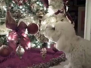 bichon frise