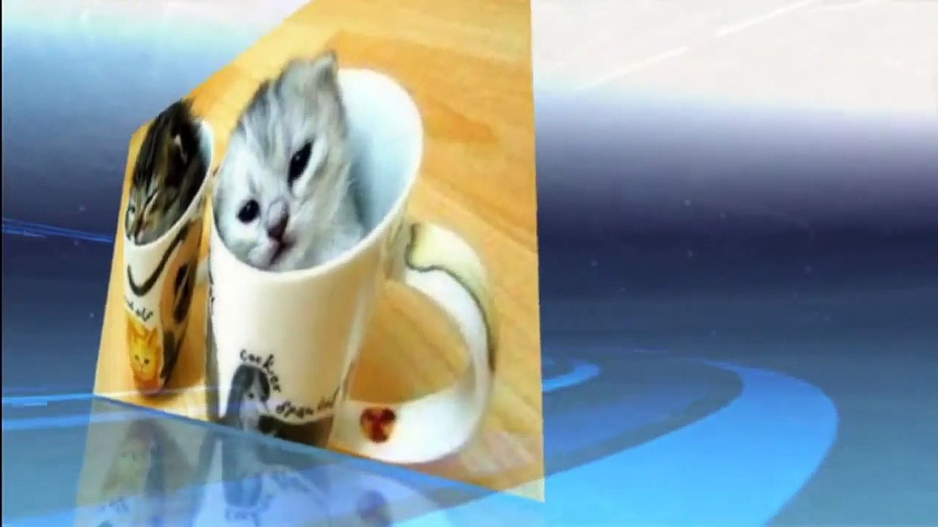 Funny Moments _ Funny cats