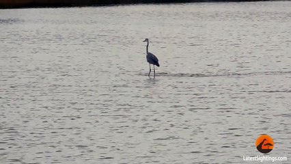 Heron Surfing Kruger Style!