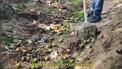 RULO YERDEN MEYVE, CEVİZ VB TOPLAMA ALETİ