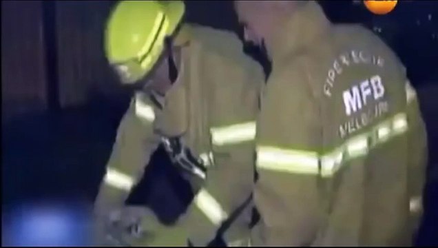 В ЭТО ТРУДНО ПОВЕРИТЬ СОБАКА СПАСАЛА КОТЯТ ИЗ ПОЖАРА