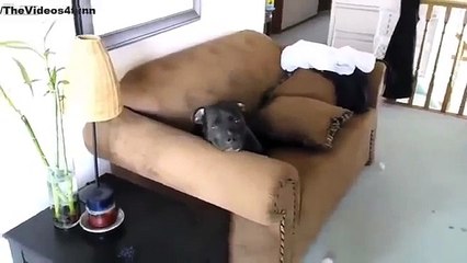 Виноватые собаки: Почему они ведут себя так и как помочь им исправиться 🐶