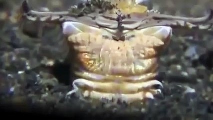 Гигантский кольчатый червь - самый жуткий хищник океана !