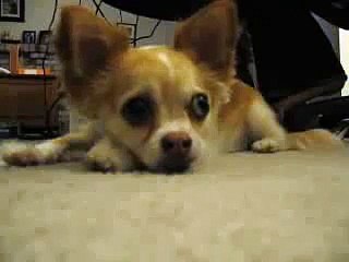 Говорящая чихуахуа - умора! Смешно до слез!