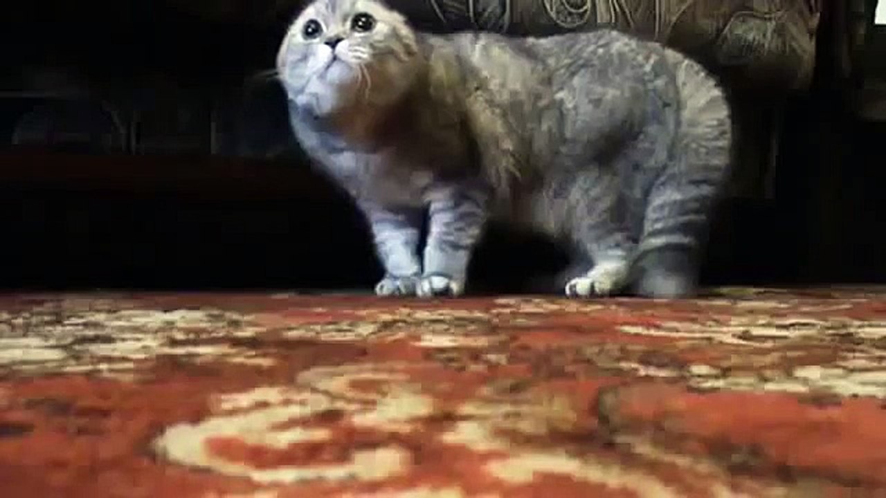 Говорящий кот ругается матом