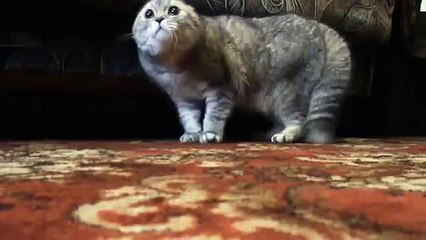 Говорящий кот ругается матом