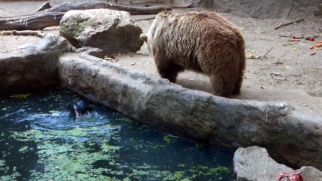 Даже Звери спасают друг друга. Это Надо Видеть!