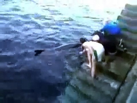 Нападение дельфинов. Нападение дельфинов на женщин. Нападение дельфинов на людей. Дельфины нападают на женщин.
