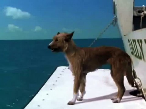 ДЕЛЬФИН СПАСАЕТ СОБАКУ ОТ АКУЛЫ.