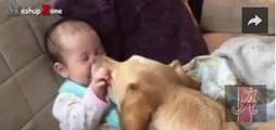 Funny And Cute Babies Laughing Hysterically At Dogs Compilation 2015 => MUST WATCH