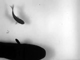 Electric eels zap other fish via remote control