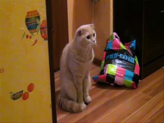 Кот в шоке! (My cat shocked!)