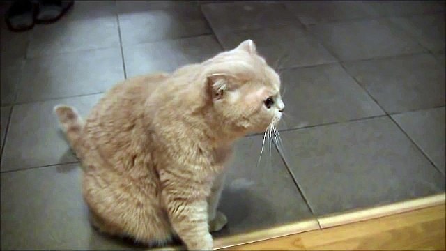 Кот поет песни, это обязательно нужно увидеть!!!