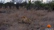 Spotted Hyena Walks Straight Into Male Lion - Latest Wildlife Sightings