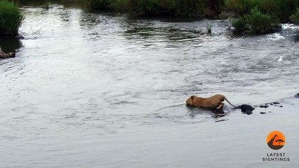 Crocodile Attacks a Male Lion - Latest Wildlife Sightings