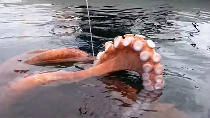 Пошли рыбачить и поймали гигантского осьминога