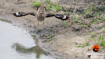 Baby Bird Takes on Hungry Leopard - Latest Wildlife Sightings