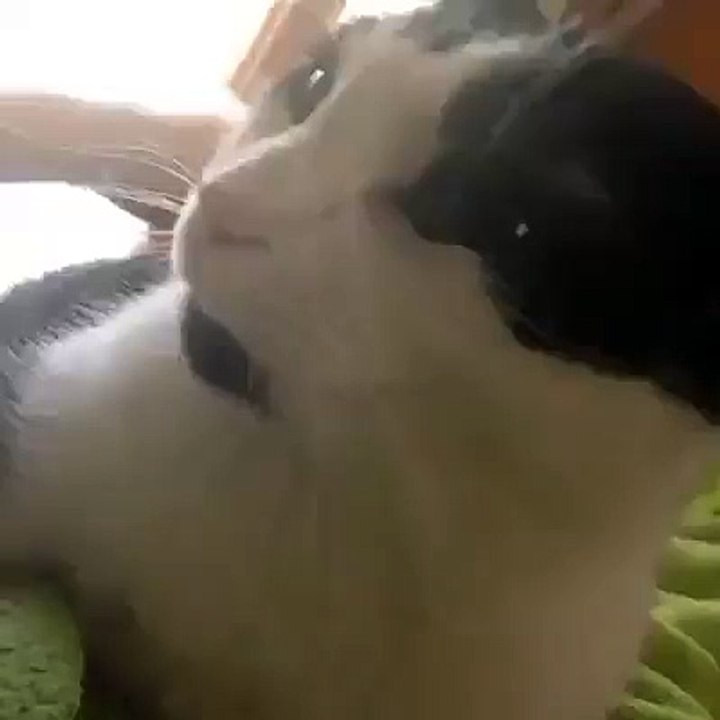 Haha, She Is Too Adorable - The Funniest Cate.