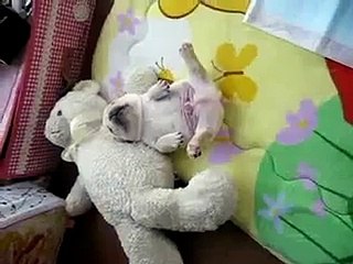 Сладкий сон щенка