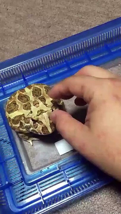 When you're mad at bae and he tries to flirt with you - The world’s cutest angry frog