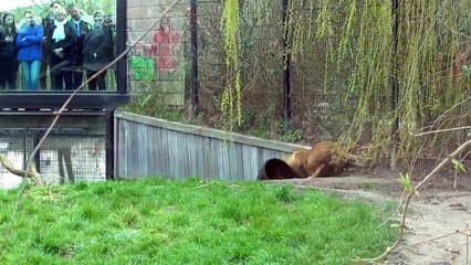 Lion gets stuck with its head in a feeding-barrel