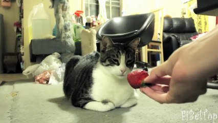 Смешное видео про котов 2015. Смешные коты
