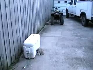 Смешной щенок бульдога, засыпает