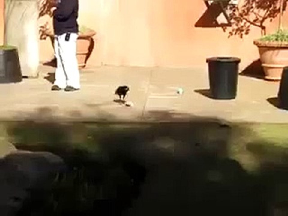 crow cleans the flour