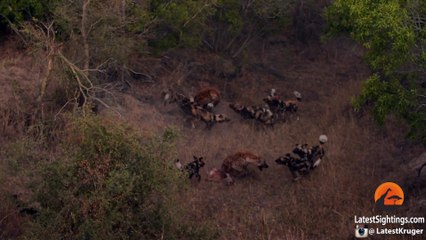 Wild Dogs Attack Spotted Hyenas to Defend Their Kill