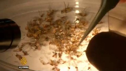 Zica virus could spread throughout the Americas