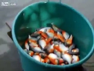 Une pêche miraculeuse juste avec un bout de viande