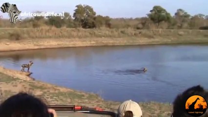 Wild Dogs vs Hippos vs Impala - Latest Sightings